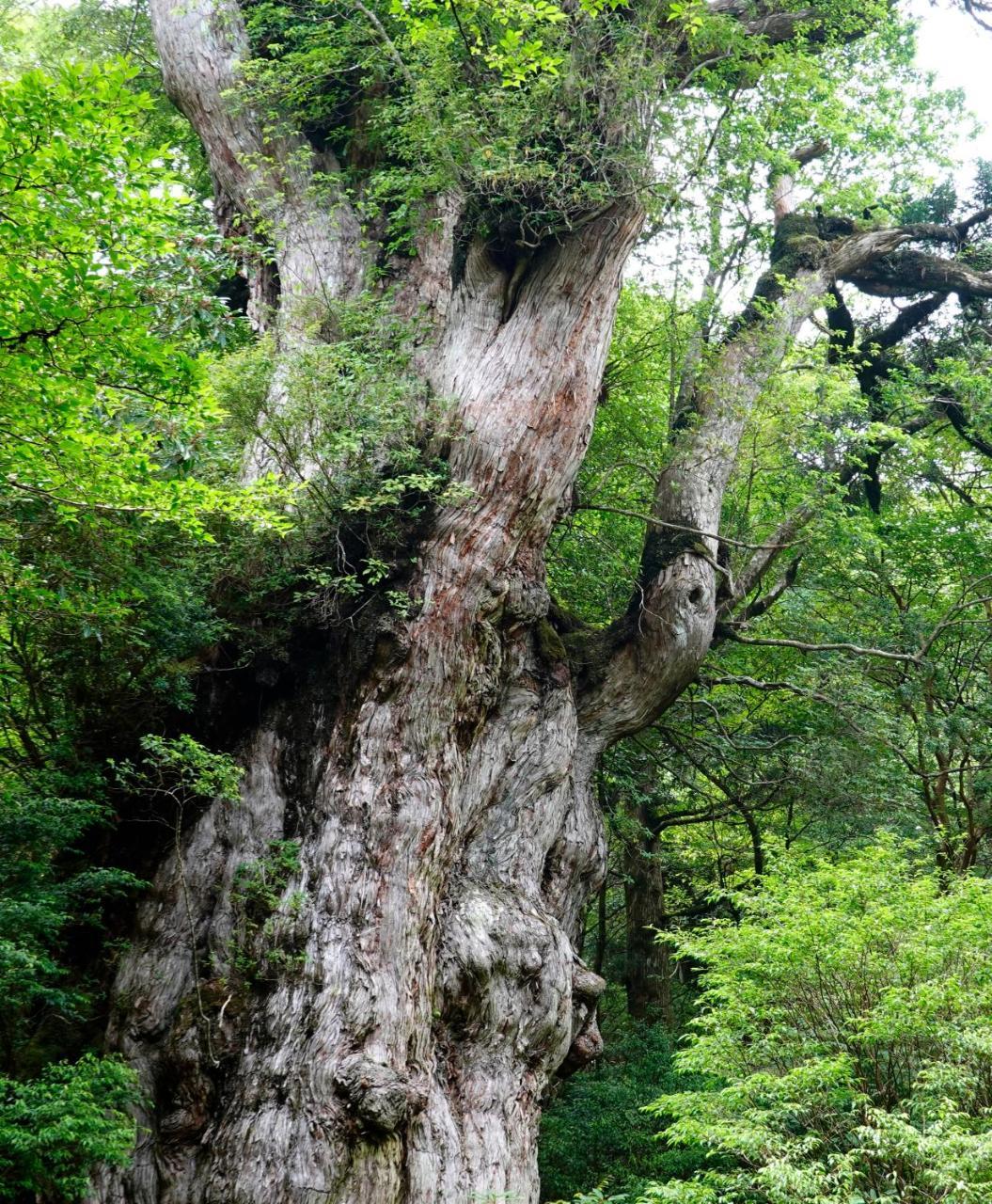 Hotel Yakushima Sanso Exteriör bild